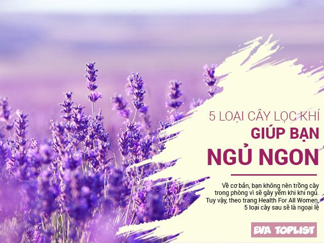 Không cần thuốc an thần, 5 loại cây này sẽ giúp bạn ngủ ngon suốt đêm