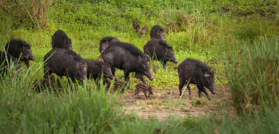 NÓNG: Toàn bộ 13 thành viên đội bóng Thái Lan đã được cứu khỏi hang - 2