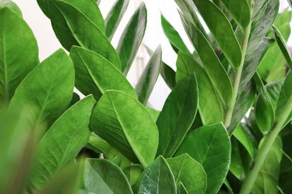 Trồng ngay cây kim tiền để lọc hết không khí độc, hút lộc vào nhà - 3