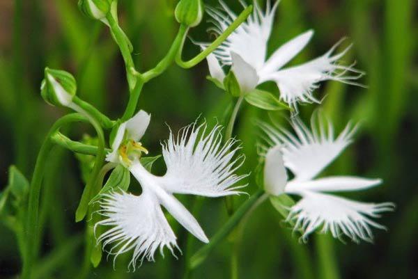 Trồng ngay cây kim tiền để lọc hết không khí độc, hút lộc vào nhà - 2