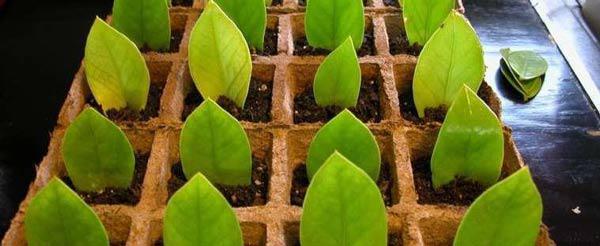 Trồng ngay cây kim tiền để lọc hết không khí độc, hút lộc vào nhà - 6