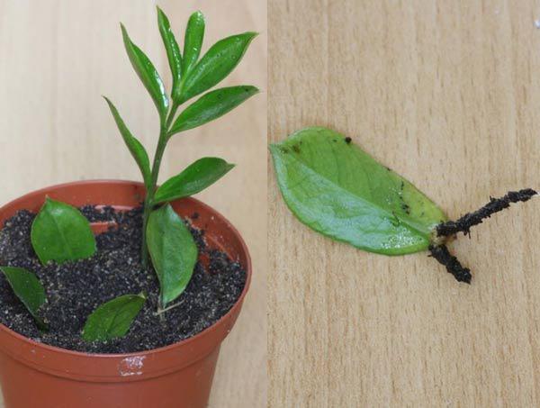 Trồng ngay cây kim tiền để lọc hết không khí độc, hút lộc vào nhà - 5