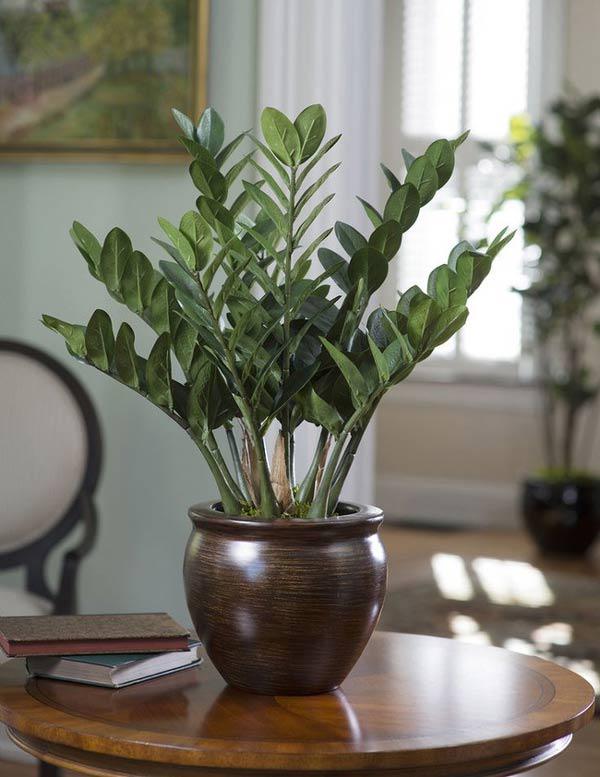 Trồng ngay cây kim tiền để lọc hết không khí độc, hút lộc vào nhà - 8