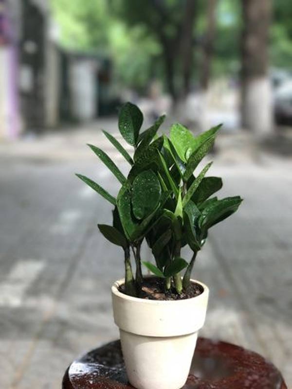 Trồng ngay cây kim tiền để lọc hết không khí độc, hút lộc vào nhà - 7