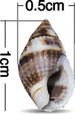 Cô gái nhập viện sau khi ăn ốc xào cùng bạn, loại ốc này độc gấp trăm lần thạch tín - 2