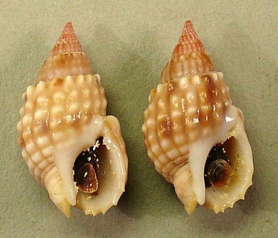 Cô gái nhập viện sau khi ăn ốc xào cùng bạn, loại ốc này độc gấp trăm lần thạch tín - 3