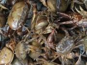 Bếp Eva - 6 sai lầm khi ăn cua đồng cần loại bỏ ngay nếu không muốn rước họa vào thân