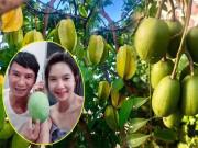 Nhà đẹp - Vợ chồng Lý Hải Minh Hà khoe vườn cây trái sai trĩu trịt, tưởng không ngon mà "ngon không tưởng"
