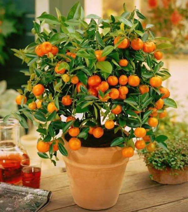 lam dep nha, sach khong khi, tang them tai loc nho 12 loai cay canh trong nha - 5