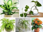Nhà đẹp - Làm đẹp nhà, sạch không khí, tăng thêm tài lộc nhờ 12 loại cây cảnh trong nhà