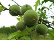 Ngon-bổ-rẻ - Xôn xao thứ quả lạ xấu xí, đắng ngắt chẳng ăn được mà giá lên tới 133 triệu đồng/quả