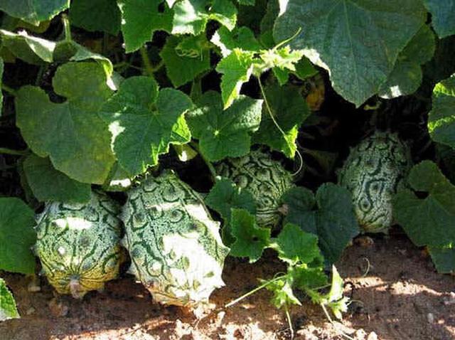 Xôn xao loại dưa chuột kì dị toàn gai, giá 400.000 đồng/quả nhưng ăn vào thì amp;#34;đã đờiamp;#34; - 3