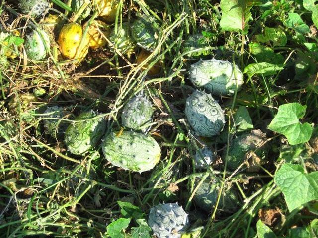 Xôn xao loại dưa chuột kì dị toàn gai, giá 400.000 đồng/quả nhưng ăn vào thì amp;#34;đã đờiamp;#34; - 5