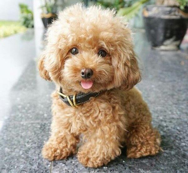 amp;#34;Nên hay không nuôi chó khi nhà có trẻ nhỏamp;#34; - câu hỏi của Hot mom gây sốt dân mạng - 1