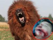 Làm mẹ - Nuôi chó và 4 lưu ý "sống còn" khi nhà có trẻ em