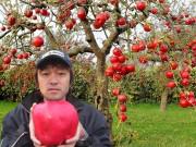 Nhà đẹp - Sốc với giá của loại táo "khổng lồ", to như quả bưởi mà lại được trồng hoàn toàn thủ công