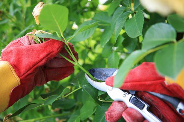 Kỹ thuật trồng hoa hồng cho nhiều bông nở rộ, tỏa hương khắp vườn - 7
