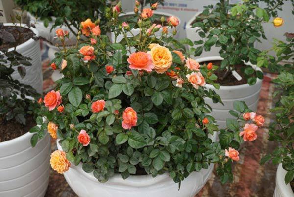 Kỹ thuật trồng hoa hồng cho nhiều bông nở rộ, tỏa hương khắp vườn - 8
