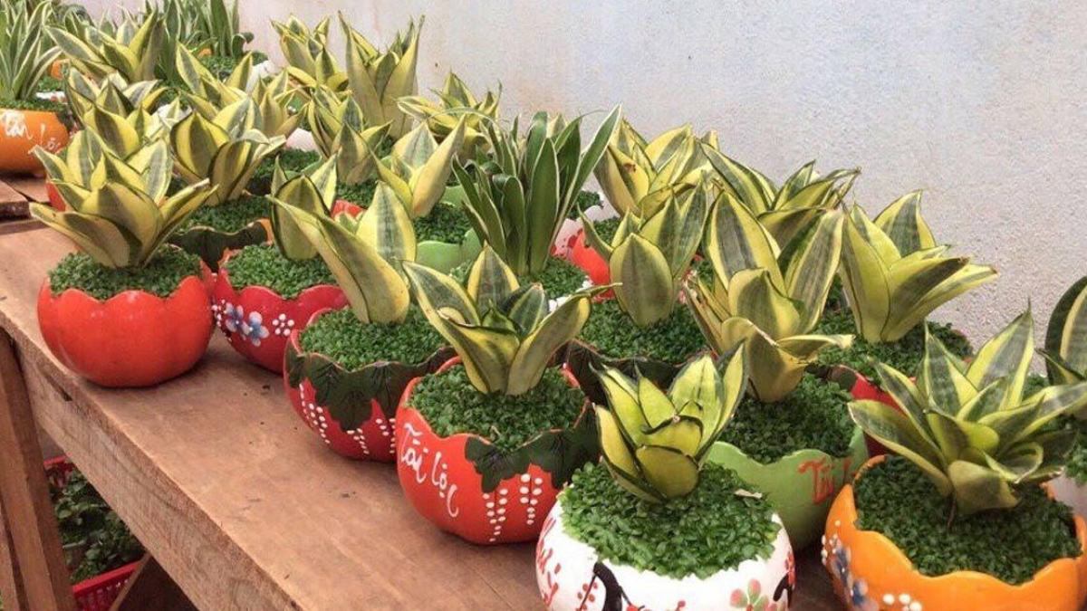 Cây lưỡi mèo | Hướng dẫn cách trồng vừa sang lại vừa đẹp
