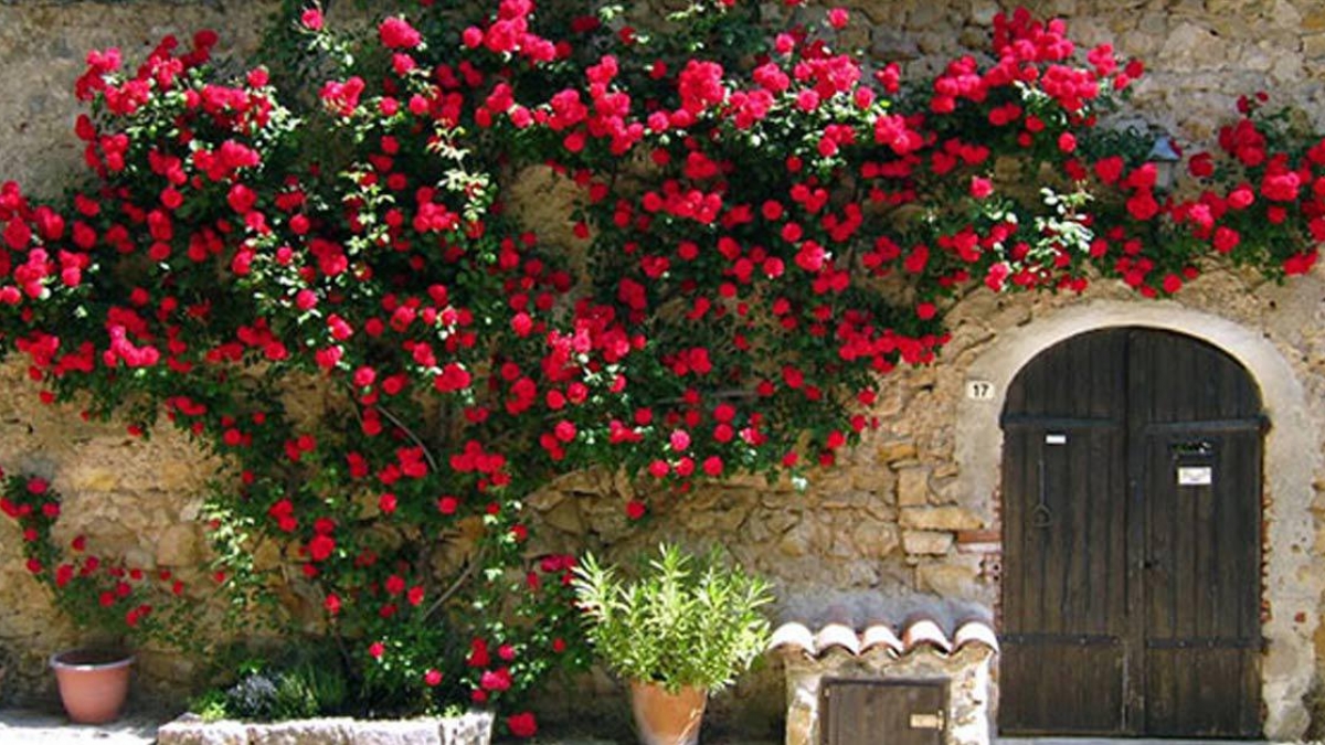 Cách trồng hoa hồng leo và kỹ thuật chăm sóc cho hoa nở quanh năm