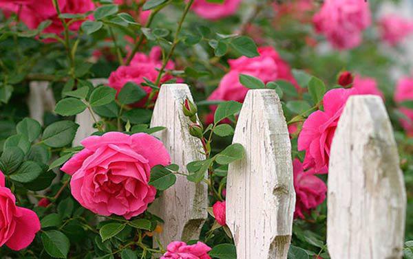 Học cách trồng hoa hồng leo nở rực rỡ trước cổng nhà - 2
