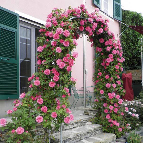 Học cách trồng hoa hồng leo nở rực rỡ trước cổng nhà - 10