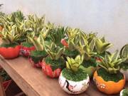 Nhà đẹp - Cách trồng cây lưỡi mèo vừa sang nhà lại làm bùa hộ mệnh cho cả gia đình
