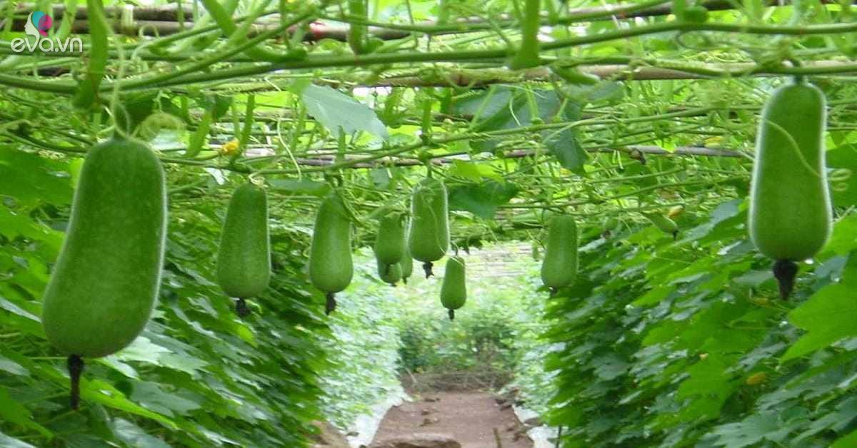 Chi tiết 2 cách trồng bầu đơn giản cho trái vừa dài vừa to, nặng trĩu giàn