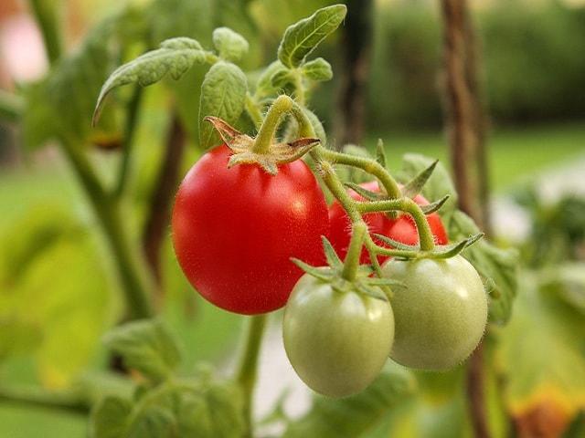 Từ A đến Z kỹ thuật trồng cà chua vừa đơn giản lại cho thu hoạch mỏi tay - 3