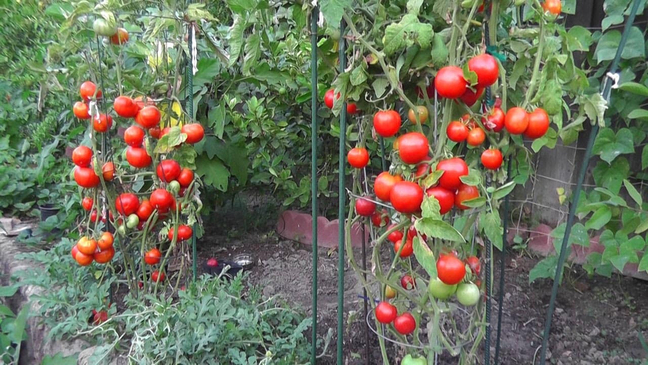 Từ A đến Z kỹ thuật trồng cà chua vừa đơn giản lại cho thu hoạch mỏi tay - 1