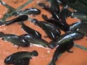 Clip Eva - Nước ngập do mưa lớn, đàn cá rô "vượt cạn" lúc nhúc bơi trên sân ở Hải Phòng