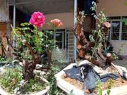 Nhà đẹp - Tận mắt ngắm bốn gốc hoa hồng cổ thụ khủng được rao bán với giá gần 80 triệu đồng