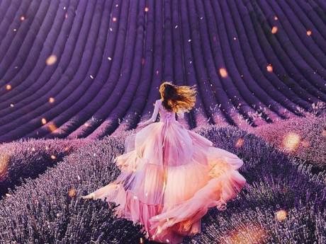 Vạn cô gái khao khát được đứng giữa cánh đồng oải hương đẹp như truyền thuyết này 1 lần!