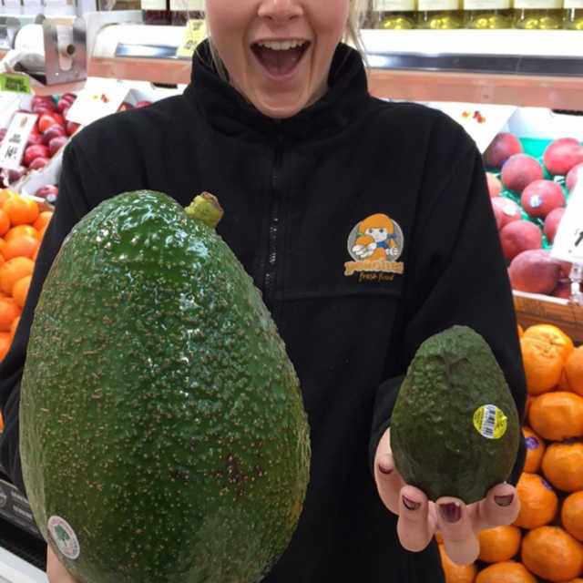 Giống bơ amp;#34;khủngamp;#34; nhất thế giới trên 1,2kg/quả, to như đầu người, cả nhà ăn không hết - 1