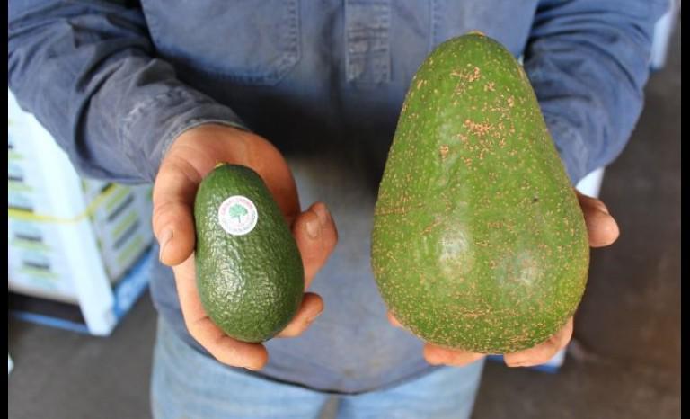 Giống bơ amp;#34;khủngamp;#34; nhất thế giới trên 1,2kg/quả, to như đầu người, cả nhà ăn không hết - 11