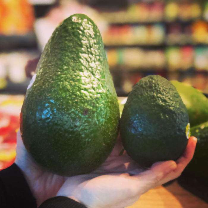 Giống bơ amp;#34;khủngamp;#34; nhất thế giới trên 1,2kg/quả, to như đầu người, cả nhà ăn không hết - 2