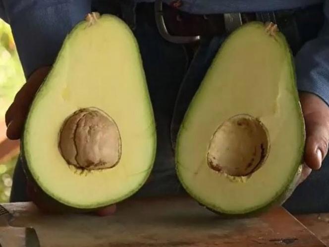 Giống bơ amp;#34;khủngamp;#34; nhất thế giới trên 1,2kg/quả, to như đầu người, cả nhà ăn không hết - 6