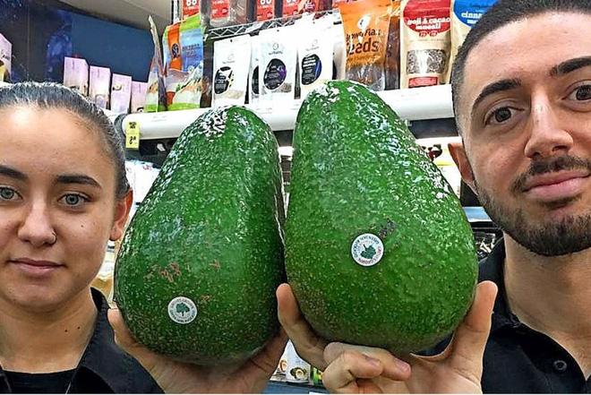 Giống bơ amp;#34;khủngamp;#34; nhất thế giới trên 1,2kg/quả, to như đầu người, cả nhà ăn không hết - 7