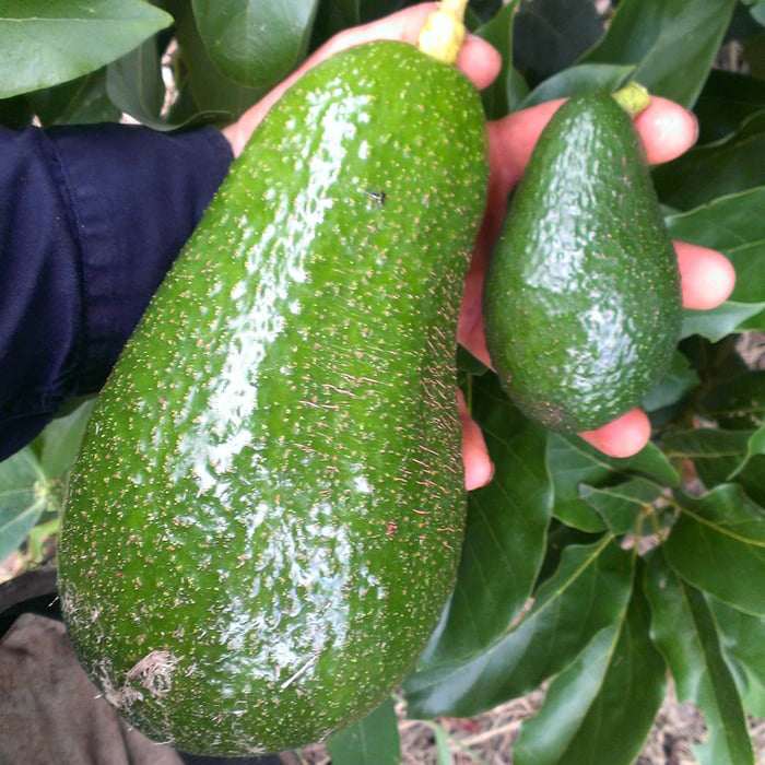 Giống bơ amp;#34;khủngamp;#34; nhất thế giới trên 1,2kg/quả, to như đầu người, cả nhà ăn không hết - 9