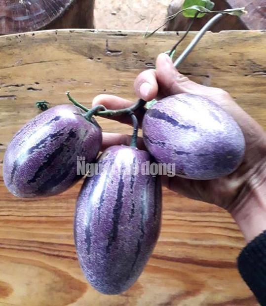 Kỹ sư 8X trẻ được trồng amp;#34;hàng độcamp;#34; dưa pepino tím độc nhất vô nhị ở Việt Nam - 2