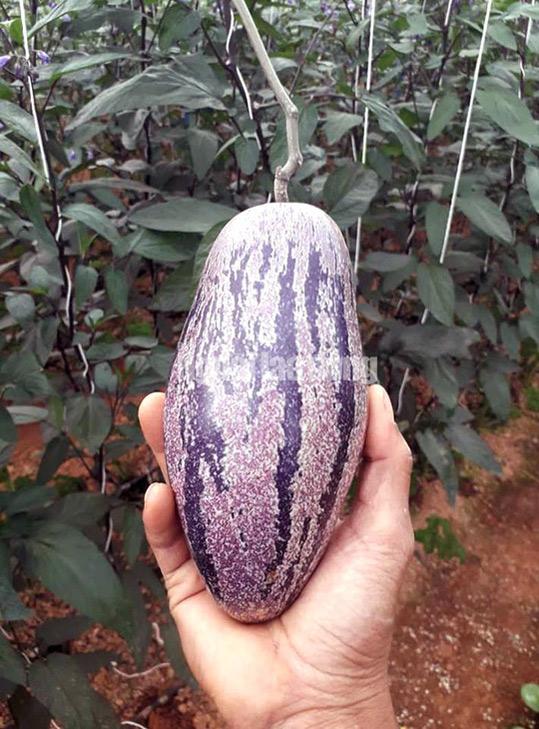 Kỹ sư 8X trẻ được trồng amp;#34;hàng độcamp;#34; dưa pepino tím độc nhất vô nhị ở Việt Nam - 4