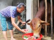 Lifestyle - "Trời" không thương, nông dân Nghệ An ứa nước mắt đem dưa hấu cho bò ăn