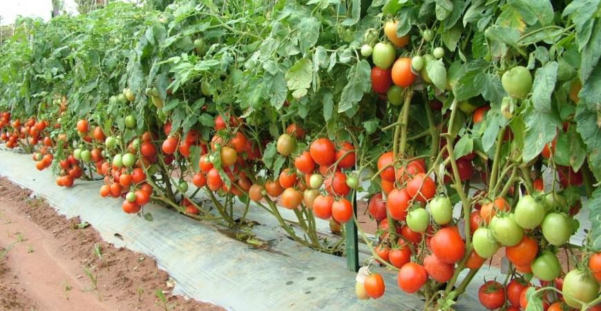 Từ A đến Z kỹ thuật trồng cà chua vừa đơn giản lại cho thu hoạch mỏi tay - 4