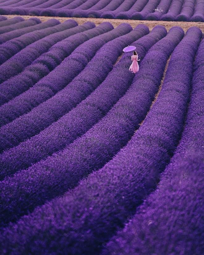 Vạn cô gái khao khát được đứng giữa cánh đồng oải hương đẹp như truyền thuyết này 1 lần! - 5