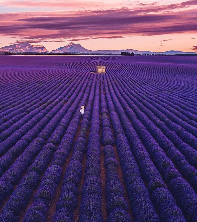 Vạn cô gái khao khát được đứng giữa cánh đồng oải hương đẹp như truyền thuyết này 1 lần! - 15