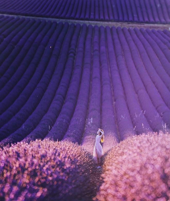 Vạn cô gái khao khát được đứng giữa cánh đồng oải hương đẹp như truyền thuyết này 1 lần! - 1