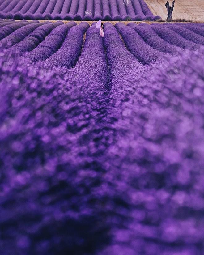 Vạn cô gái khao khát được đứng giữa cánh đồng oải hương đẹp như truyền thuyết này 1 lần! - 2