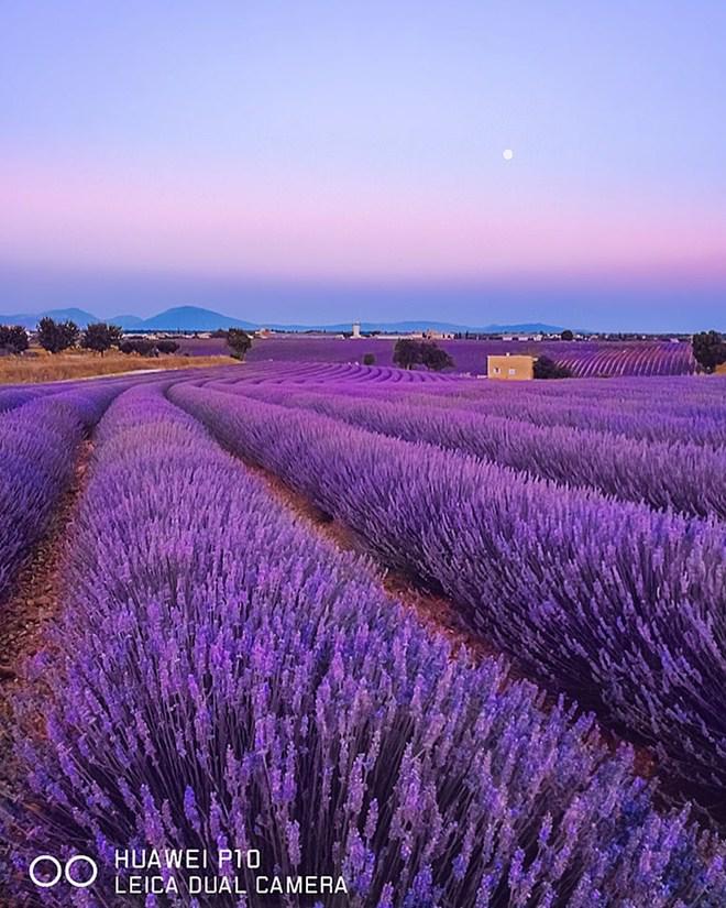 Vạn cô gái khao khát được đứng giữa cánh đồng oải hương đẹp như truyền thuyết này 1 lần! - 10