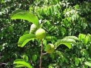 Nhà đẹp - Cận cảnh loài cây độc giết người "thần tốc" chỉ trong 7 bước đi ở Việt Nam