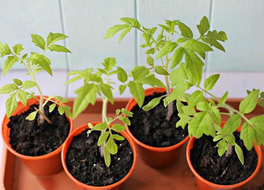 Cách trồng cà chua bi đơn giản cho quả ngon ngọt ăn quanh năm - 4